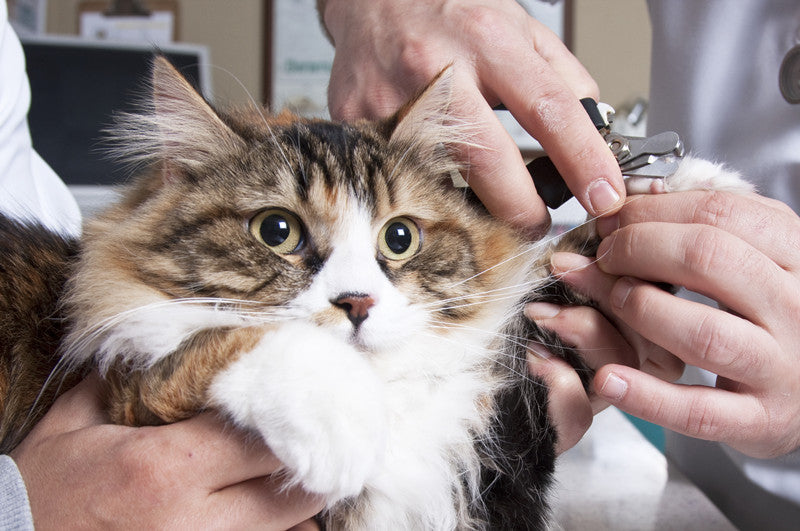 The Complete Guide to Cat Nail Care