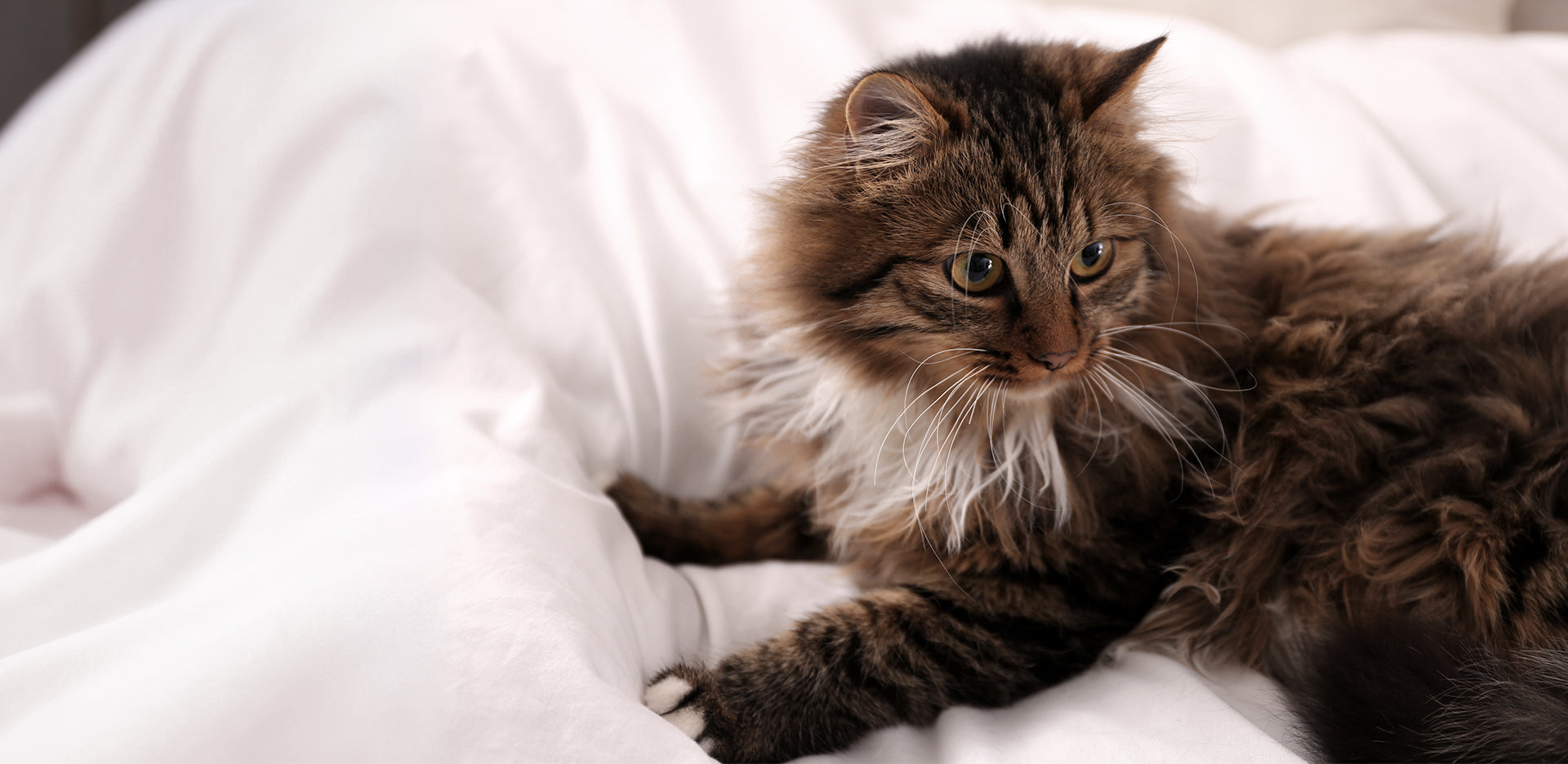 Why Do Cats Knead? The Endearing Secret Behind This Feline Ritual