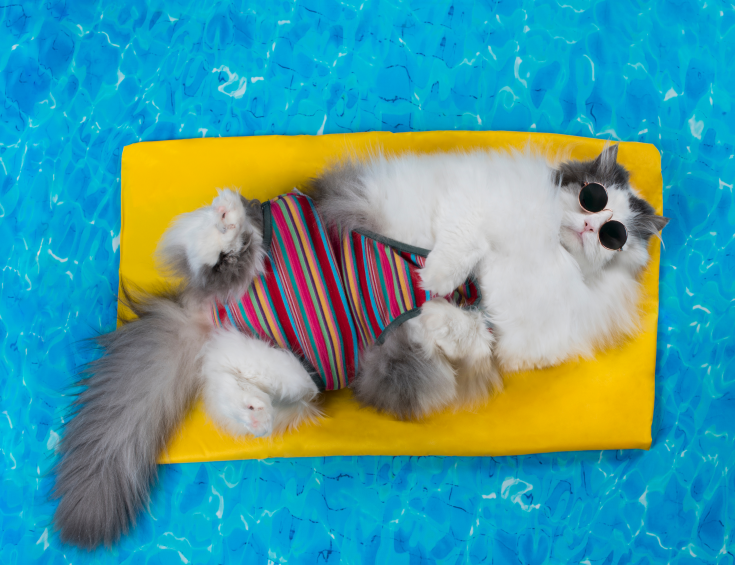 Keeping Cats Cool in Summer