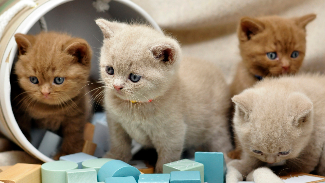 What We Should Notice Each Month When Caring For Cats