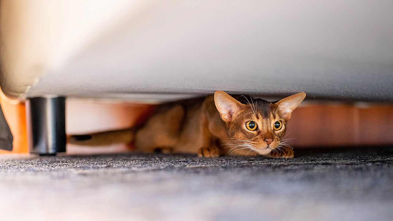 Why Does Your Cat Keep Disappearing? The Psychology Behind Hiding