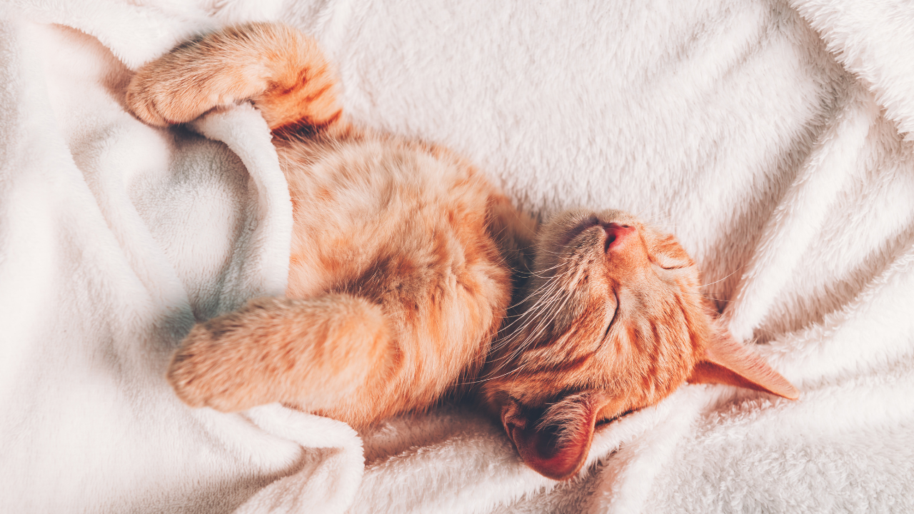 Do Cats Feel Cold In Winter? How To Keep Them Warm?