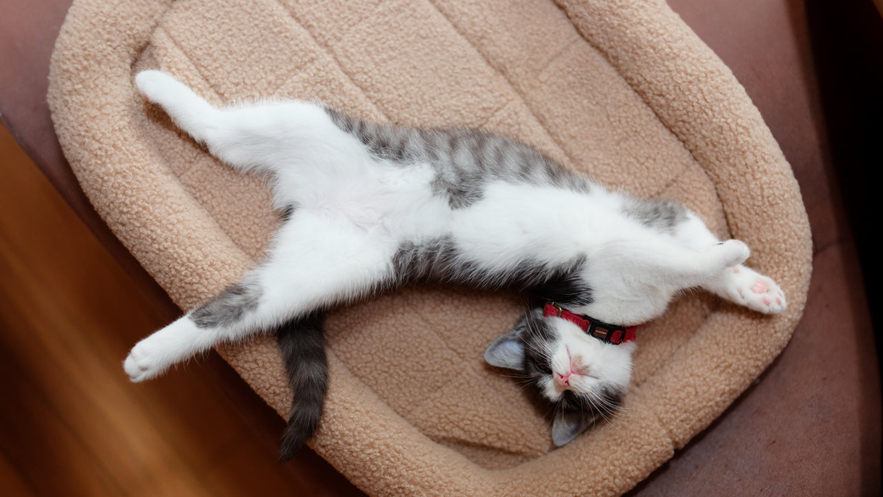 The Secret Dreams of Sleeping Cats