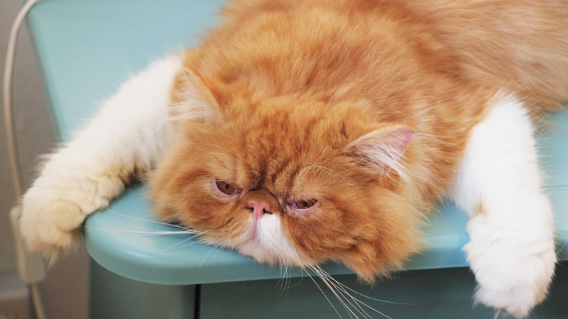 The Top Five Reasons Why Does My Cat Ignore Me