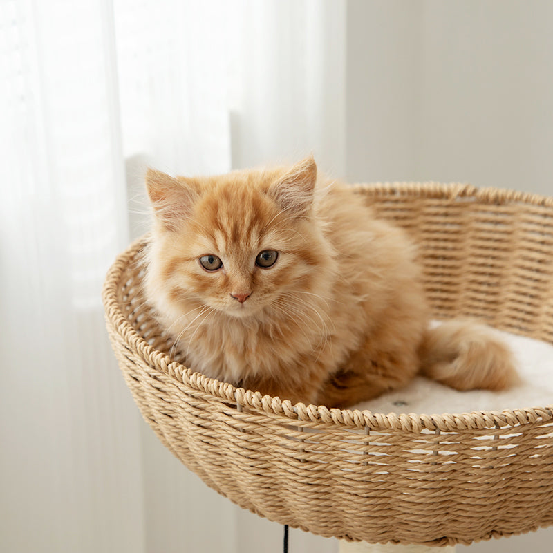 Why Do Cats Milk Tread? What Does It Mean?