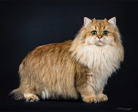 Guide For Long-Haired Cat Care