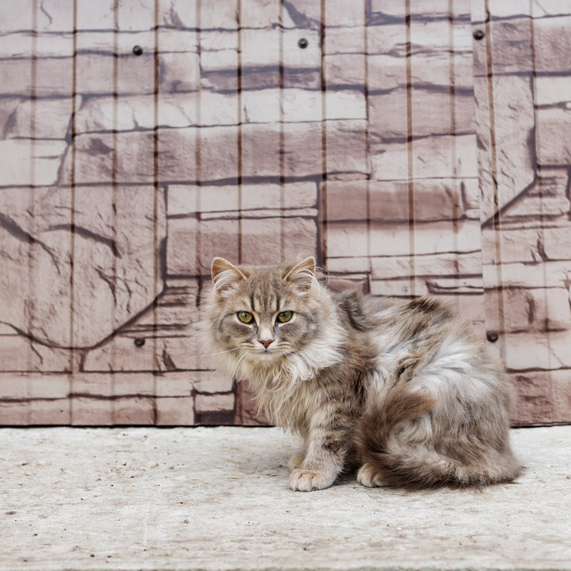 Why is My Cat Eating Litter? And how to Stop it?