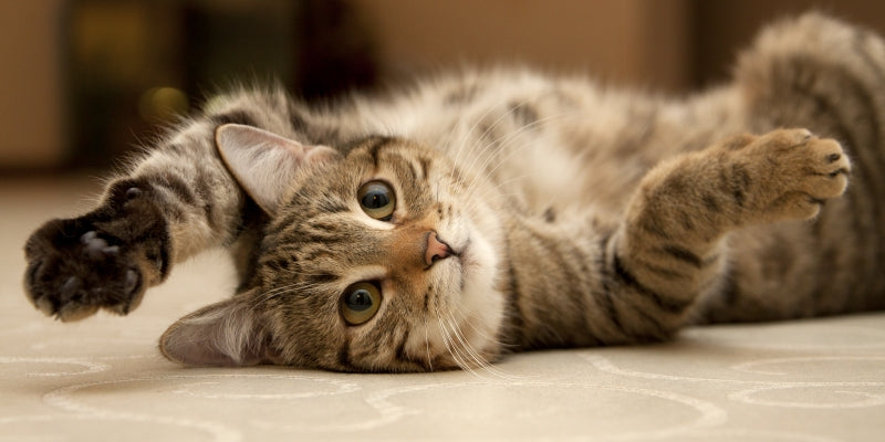 Do Cats Have Pressure? How To Help Them Release?