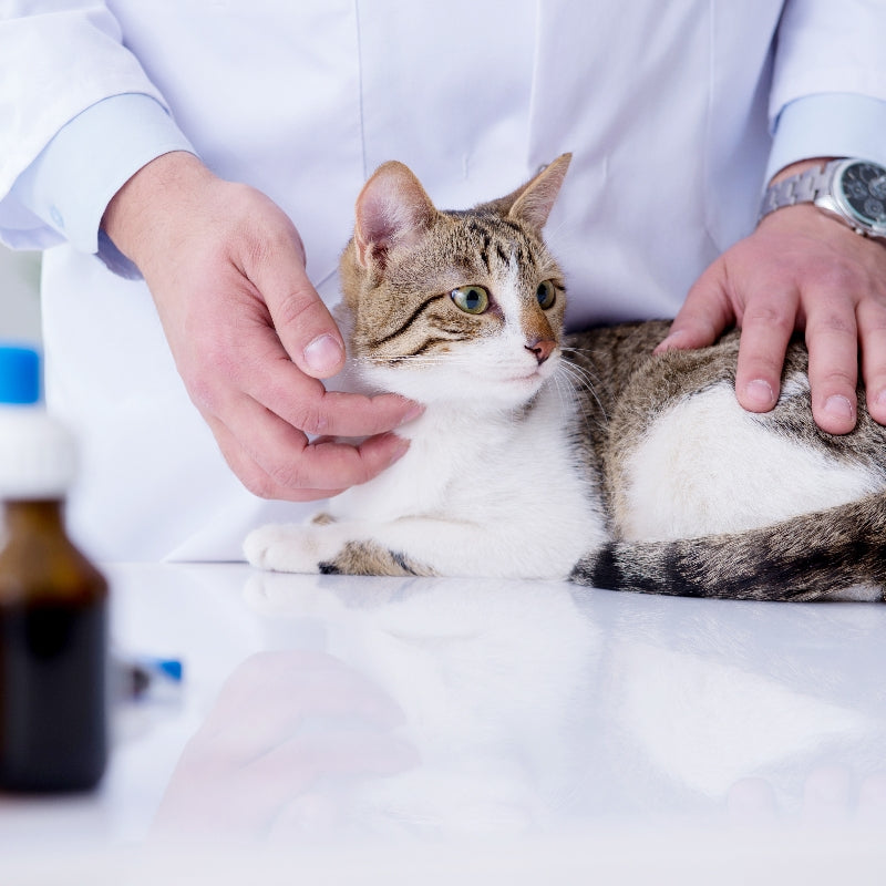 Pet Cancer Awareness Month: November