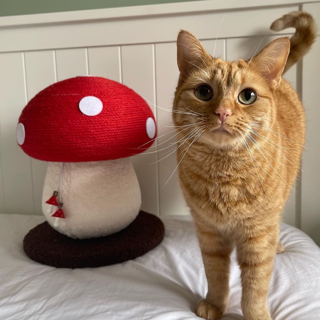 Top 10 Cat Influencers on TikTok