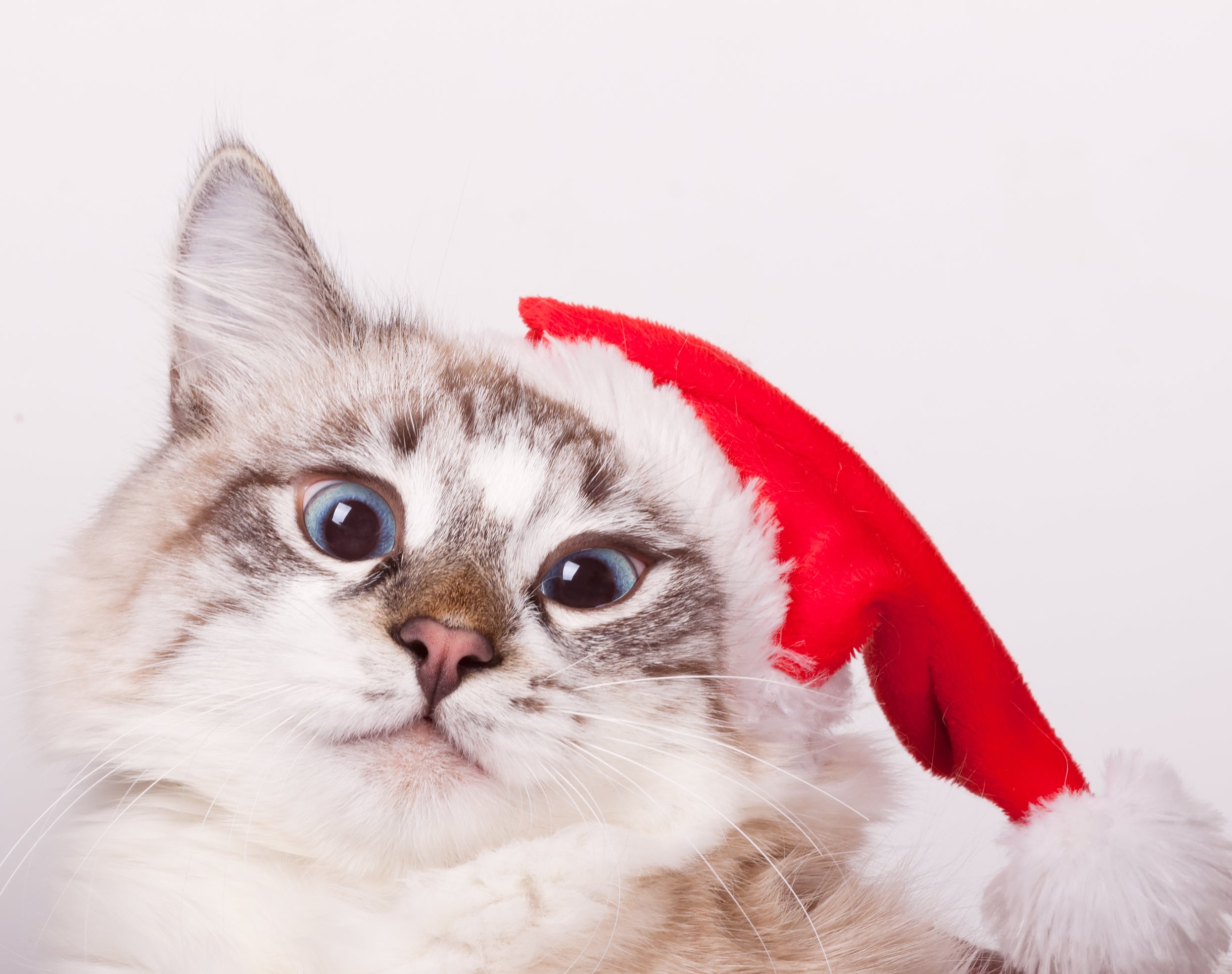 Pet Obesity Prevention: A Comprehensive Guide to Keeping Your Cat Healthy and Active