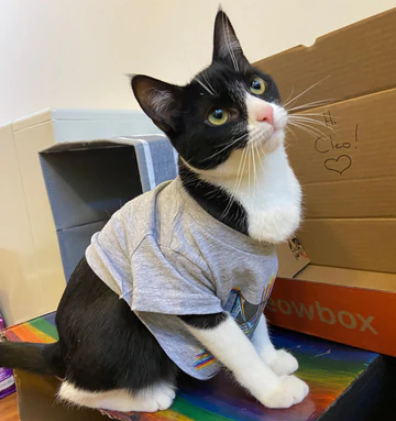 6 Areas of Life My Cat Has Improved