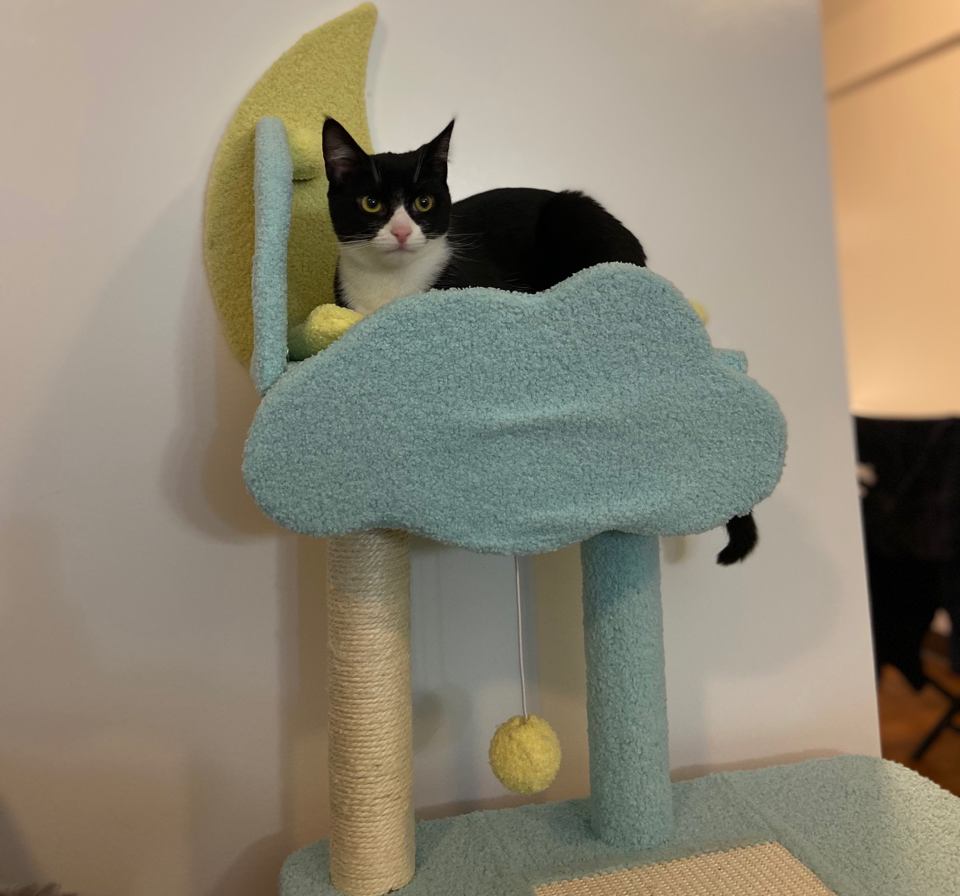 Six Reasons I Credit My Cat As My Business Partner