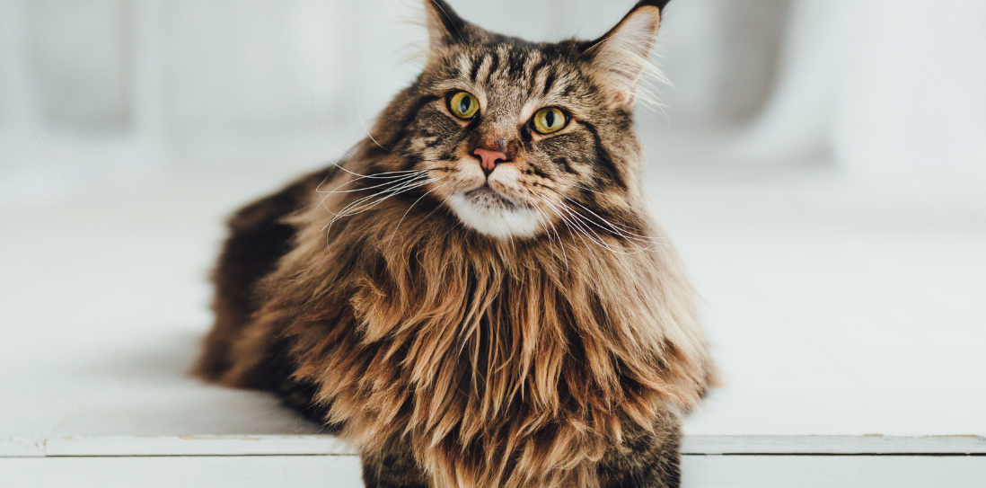 How to Choose the Best Cat Tree for Large Cats