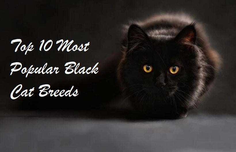 black cats