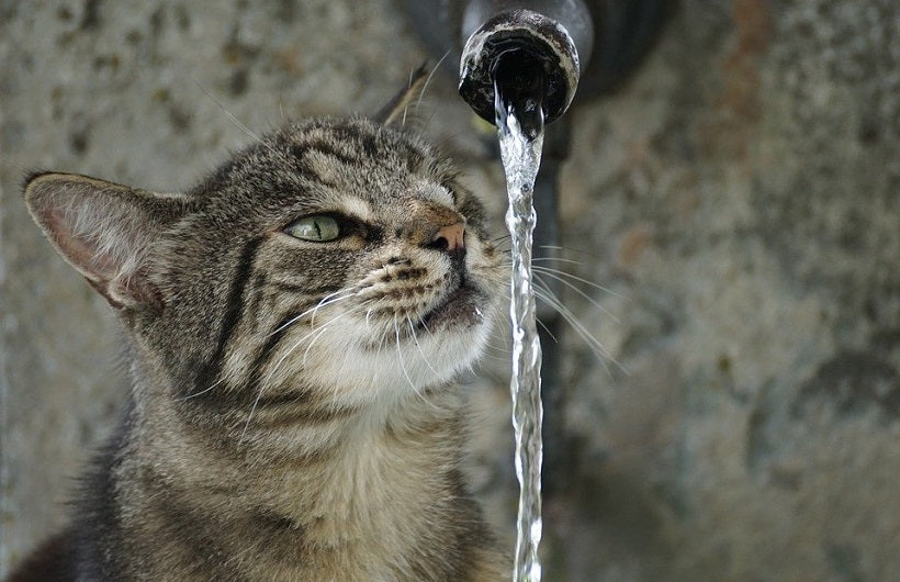 cat water fountain