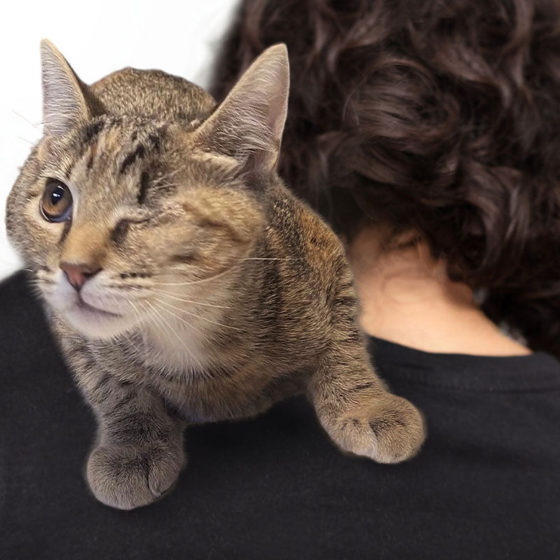 Urbanvaultstore Tofu Cat Litter x KatDadde Rescue: Pawsitive Impact in Action