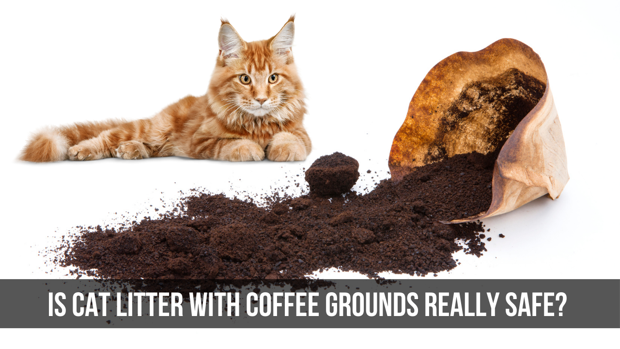 Is Cat Litter with Coffee Grounds Really Safe? A Comprehensive Look