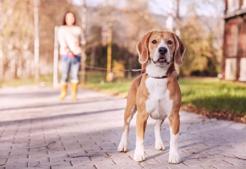 Calculate Dogs’ Ages