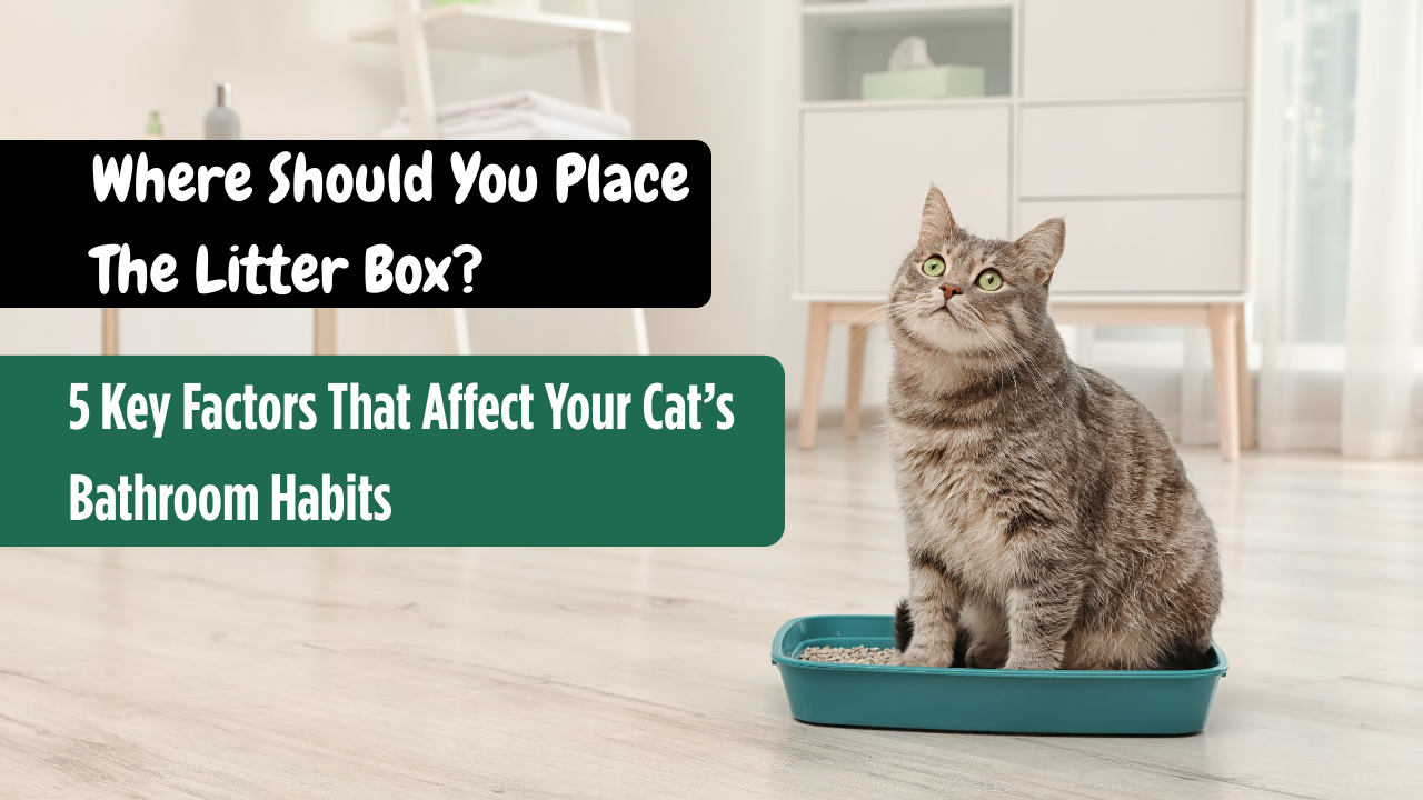 Where Should You Place the Litter Box? 5 Key Factors That Affect Your Cat’s Bathroom Habits