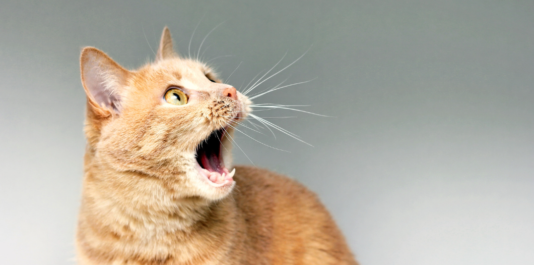 Why Does My Cat Meow at Night?