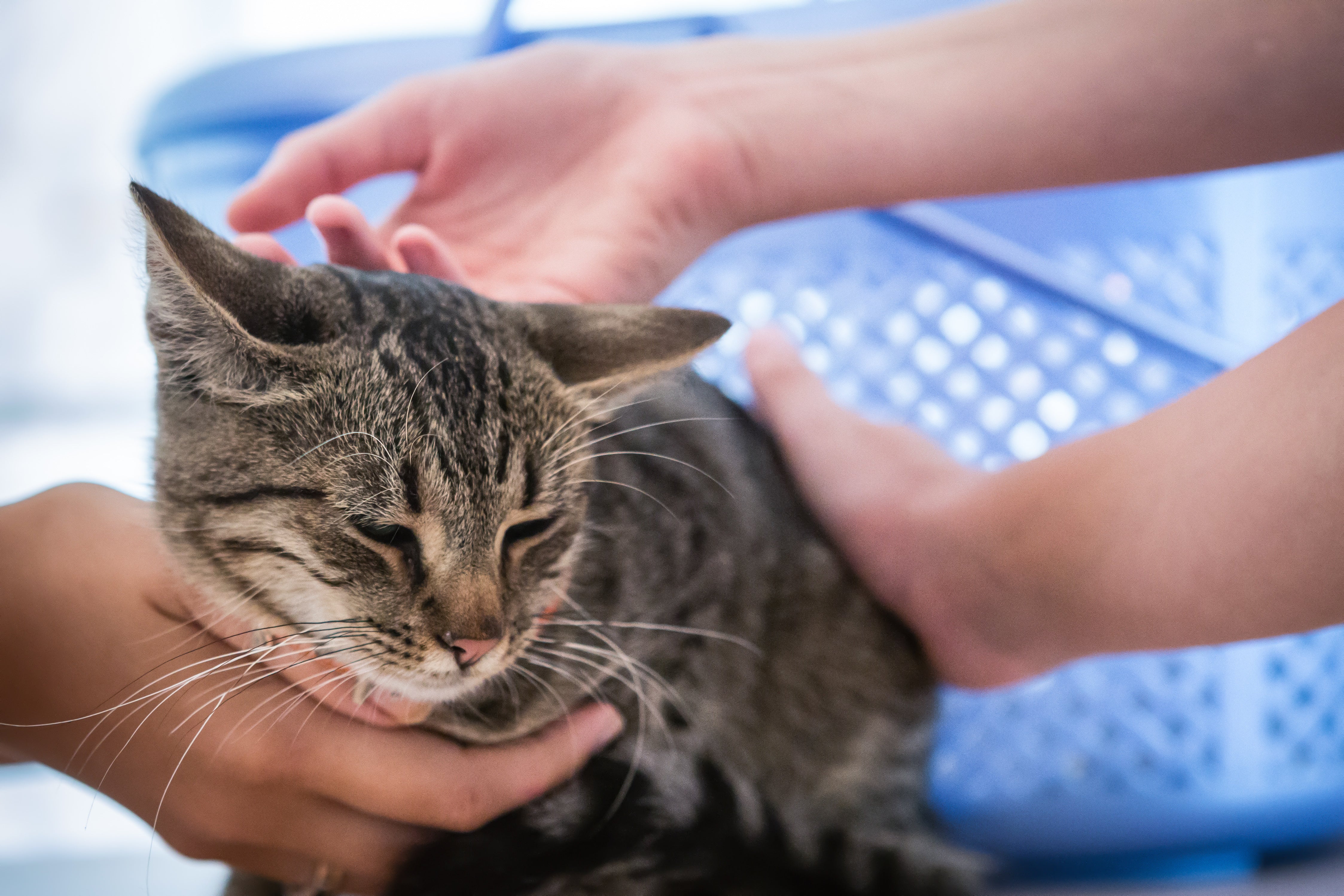 We Sent Our Love to Grace For The Voiceless