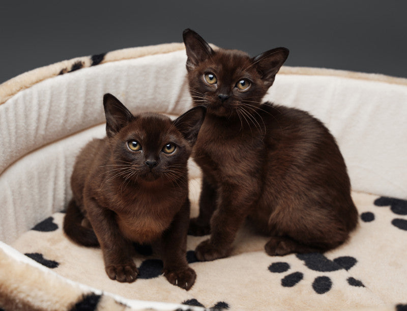 10 Things You Should Know About Bombay Cat