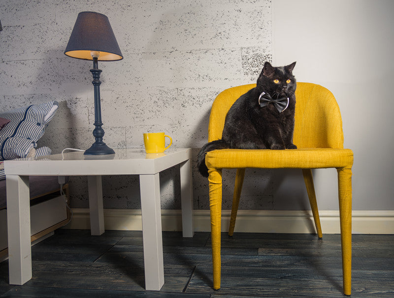 Best Black Cat Names in 2022