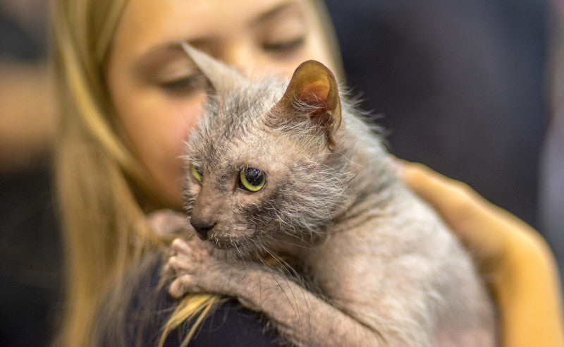 Lykoi Cat – All You Need to Know About the Werewolf Cat